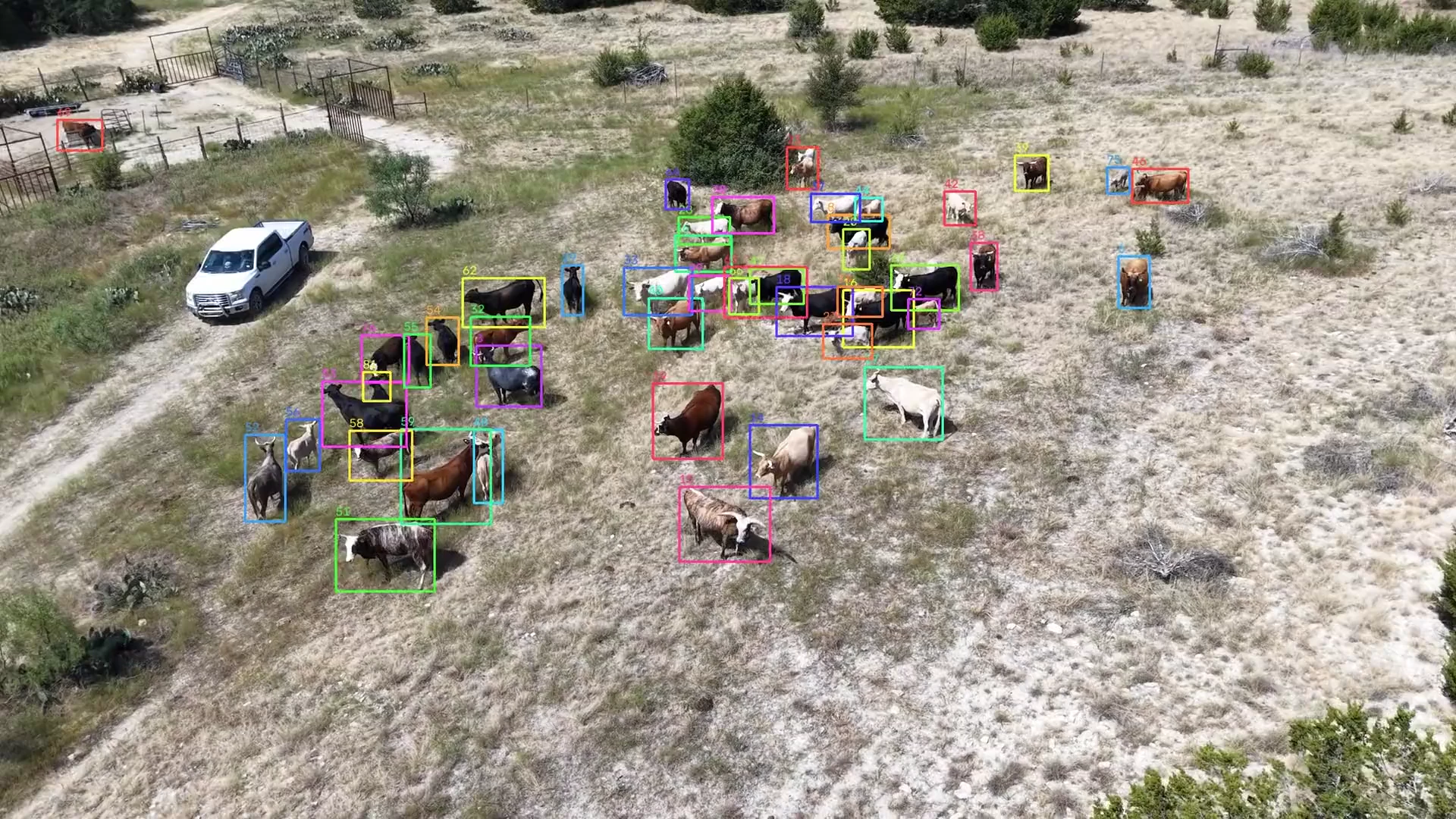 Drone footage over dry Texas rangeland: a white pickup on a dirt track and a loose herd of cattle, each animal outlined by a thin box.